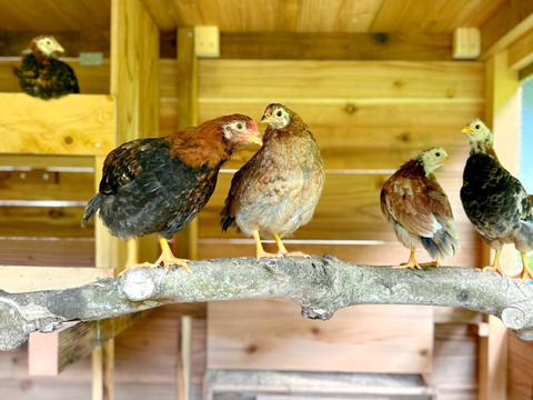 【天然記念物】原種比内鶏の有精卵６個 数量限定お試しセット