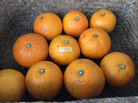 【予約品2月上旬発送】農薬不使用です。ねこ農園の加工用ネーブルオレンジ　12kg