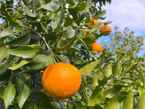 自然栽培　不知火4.5kg（約13～24玉）🍊　甘味と酸味のハーモニー　デコポン発祥の地・不知火町より