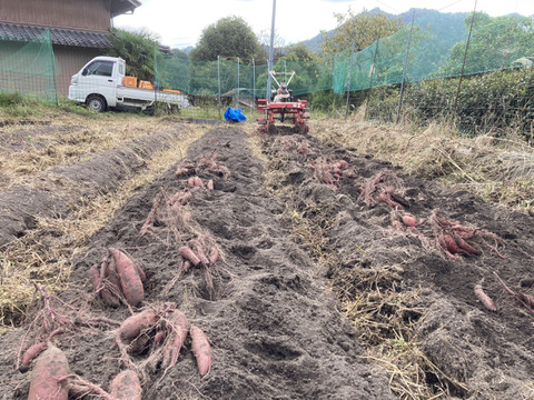 【訳アリ】【自然栽培】　さつまいも（シルクスイート）５kg　　農薬不使用・無肥料栽培　【岐阜県産】【収穫時期2025年10月上旬】 800円／1kg