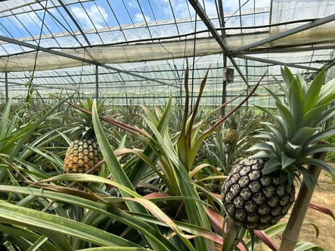 蜜たっぷり！！南国鹿児島産　完熟パイナップル【ゴールドバレル】ハウス栽培【お手頃価格】1個　約１kg