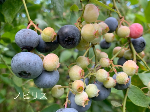 まじりっけなし！自然栽培『生ブルーベリー２種セット』５００ｇ