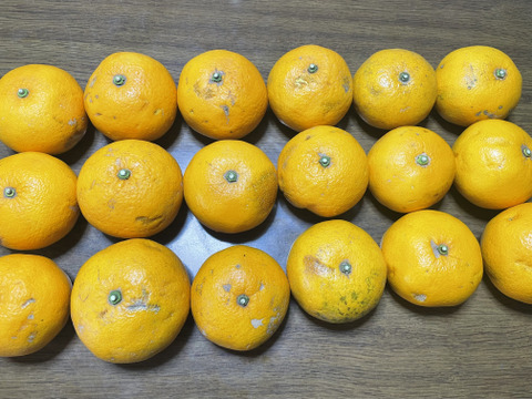 【農薬不使用】［格安］訳あり甘夏 箱込み4.8キロ以上　サイズは250g以下Sサイズ
ジュース🍹やジャム作りに最適
糖度11度以上　当農園調べ