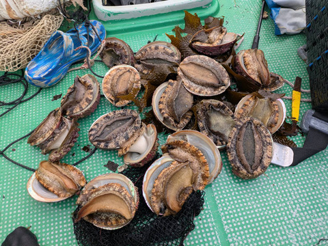 【中～大サイズ】天然赤（メガイ）アワビ1000ｇ