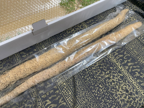 【冬ギフト】迫力の1本芋２本セット！１ｋｇ入り【健康生活応援】まるでお餅！ねばりが自慢の自然薯「京仙人」まるごと1本でお届け！