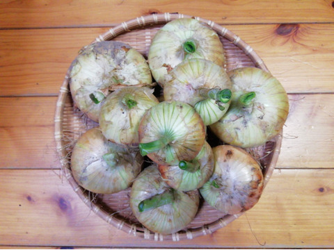 タマネギ2.5㎏【農薬化学肥料不使用】【酢タマネギのレシピ付き】【金曜日常温便で発送】【熨斗(のし)対応可】