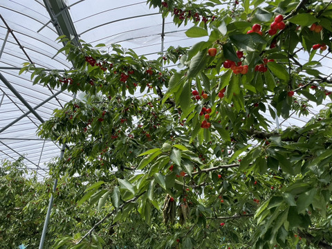 ★山形さくらんぼの産地東根市より初夏の味わい★～朝摘み～のもぎたて★さくらんぼ★佐藤錦★　ご家庭用　約１ｋｇ　ご家族でいかがですか？