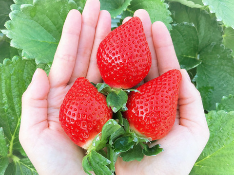 冷凍いちご（あまおう）1.6kg（800g×2袋）