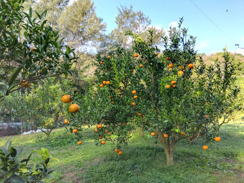 柑橘系の新品種『津之輝』奄美大島産2kg／糖度が高くなる露地栽培／みかんとオレンジの良さを感じられる濃厚で食べやすい希少品種