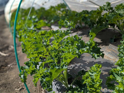 ケール♪たっぷり１kgお届け☆彡