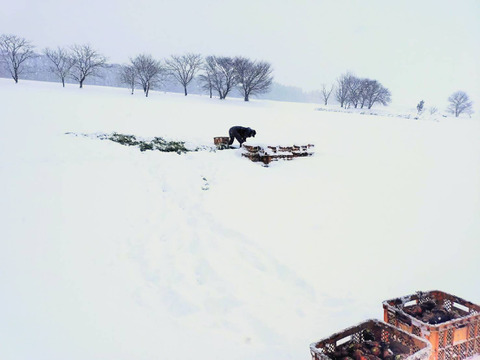 お買い得！【大きめサイズ】甘み極上の雪下人参「灯かり」(4㎏)