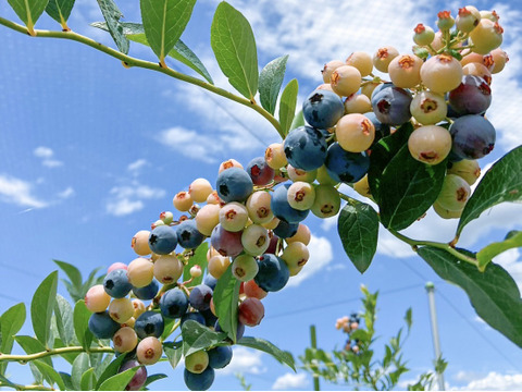 【埼玉県産】新鮮！摘みたてブルーベリー！★開業記念特別価格★ ※生食用でも、加工用でもご利用いただけます。※発送直前に収穫します。※収穫対象の苗木は農薬不使用で栽培しています。