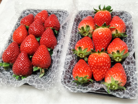 【完熟・食べ比べ】香川のいちご食べ比べ〈250g×4パック〉☆さぬき姫・さちのか・おおきみ・章姫・紅ほっぺ他【いちご食べ比べ】