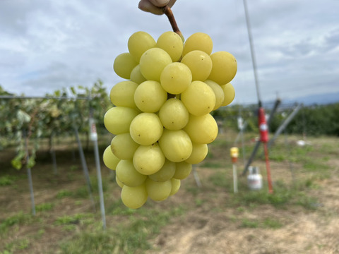 まるせい果樹園のぶどう　　ゴールデンシャイン(ハニーシャインマスカット、金色シャインマスカット)シャインマスカット　1ｋ　(1~4房)　自家用　贈答用答用　oｓ5