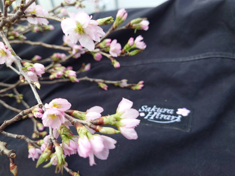 【桜の花束】あと少し！ボリュームたっぷりな桜をご自宅に飾ってみませんか？