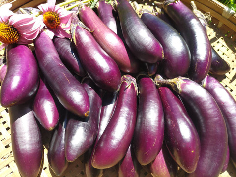 たった四粒から復活したナス　佐土原ナス　１ｋｇ