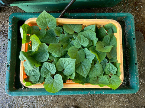 【ギフト用🎁】"おいしい水分補給"で熱中症対策 『湧水きゅうり』｜等級：秀｜1kg（箱重量込）：約6本
