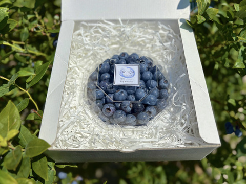 New!!超大粒トワイライト　ギフト用パック　プレゼントに最適！極上な甘みと香りを大切な方に！　※農薬不使用　（300ｇパック）贈答用　ギフト用