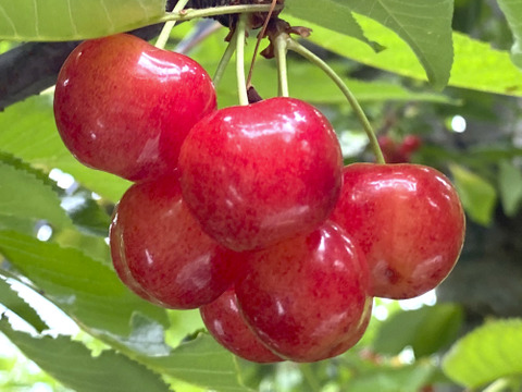 【2026年予約早割】さくらんぼ食べ比べ🍒7品種から旬の2品種をお届け！佐藤錦や紅秀峰など品種はおまかせ🍒