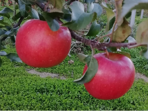 【奇跡のミツ入り！】こうとく　約3キロ　葉とらず　家庭用　JA基準より60％減の低農薬栽培