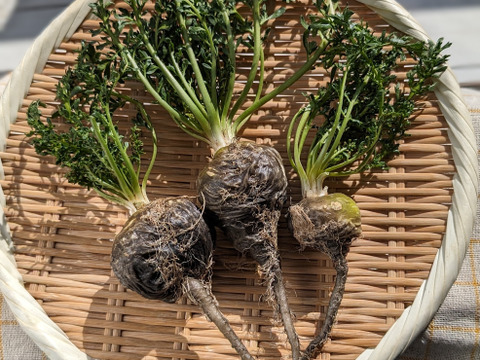 山梨県産 生マカ 300g