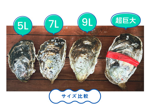 【4年物！】超特大！クリーミーが止まらない岩牡蠣(3kg入) 島根町野井産