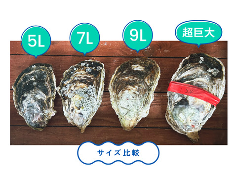 【最旬！父の日に！】超特大！クリーミーが止まらない岩牡蠣(3kg入) 島根町野井産
