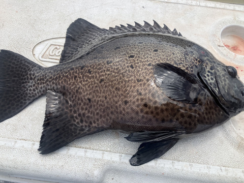【活き締め】究極のイシガキダイ。2kg