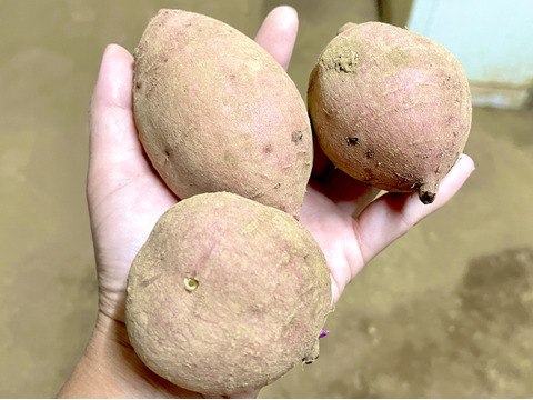 【本場種子島の安納芋】掘りたて！ほくほくの安納芋(2キロ）※本州にお届けの方