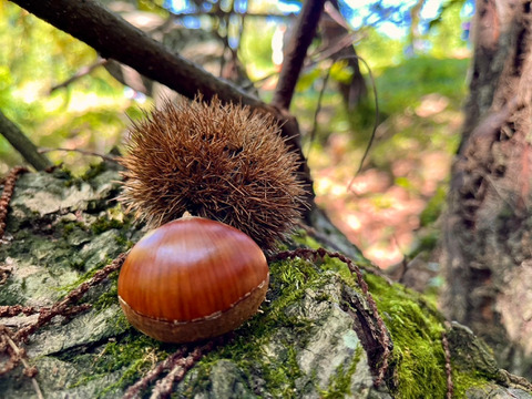 《注文殺到の為注文受けた順に発送いたします》30箱限定販売！渋皮がほとんど無い大人気の高級丹波栗M〜2Lサイズ(1kg)