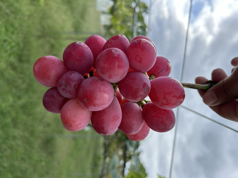 お買い得!まるせい果樹園の秋の味覚セット　フルーツボックス　３ｋ箱　oｍa1