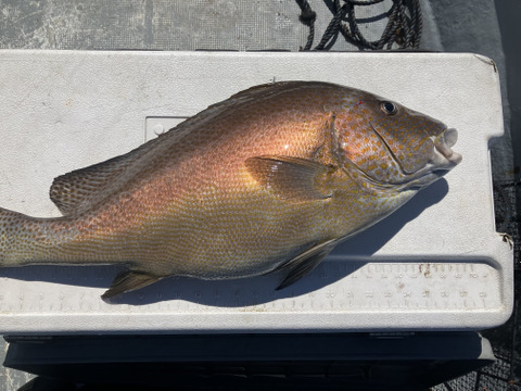 【活き締め】コロダイ4kg〜5kg 刺身用