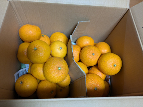 ジューシー！自然農の甘夏と紅甘夏　食べ比べ　8kg