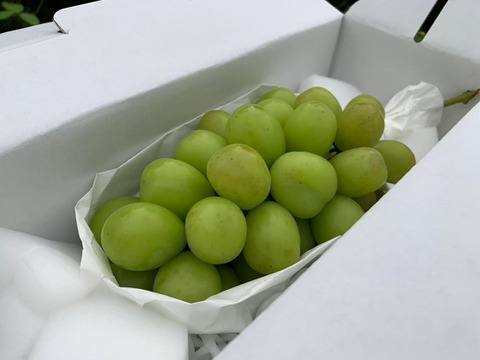 『ご褒美シャイン』シャインマスカット房1kg