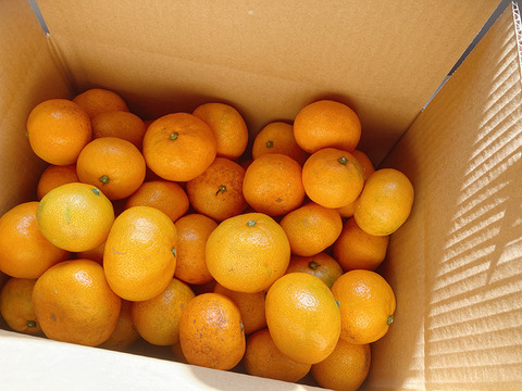 ジュース用 甘さと酸味が丁度いい！濃厚興津早生みかん5kg　（2S～2L：約40個）