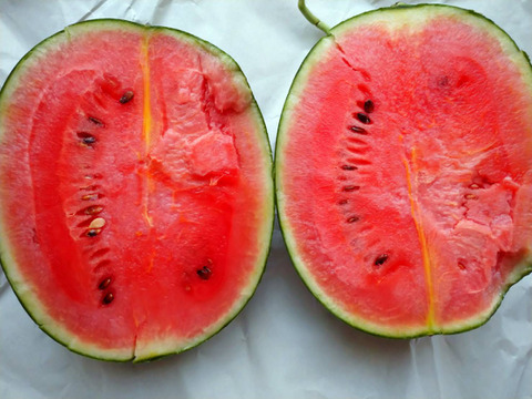 皮のふちまでシャリシャリ甘い！にしまるスイカ(小玉西瓜)　２玉入り(約４kg以上)