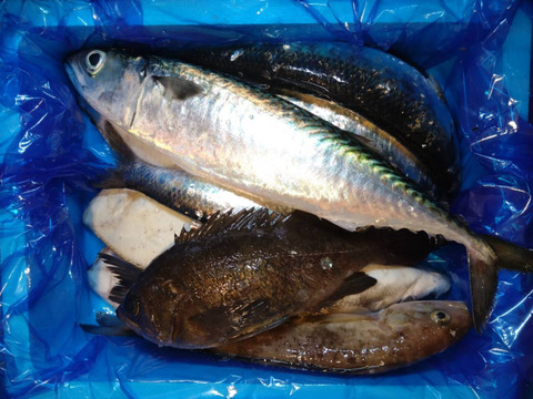 箱いっぱい！深浦の天然鮮魚セット（80サイズ）【母の日ギフト】などにもどうぞ！