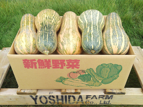 ＜うんまい！＞島かぼちゃ【８ｋｇ】