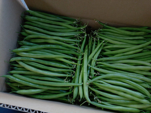 有機質たっぷりさやいんげん（キセラ）2kg