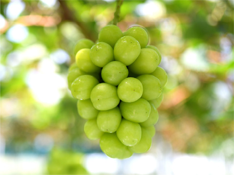 花笑み農園　岡山のシャインマスカット500g以上（中1房）【9/23～順次発送】S-中1