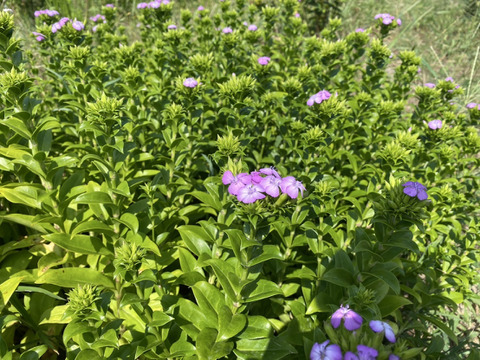 クール便【フロックス(ふじ撫子）15本！】プレゼントOK!花農家から直送！小さな花が集まってふんわり咲く、涼やかな紫のフロックス(ふじ撫子）。お部屋の彩りやギフト、仏花にも。