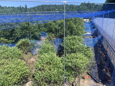 【夏ギフト・お中元にも】放し飼い卵２パック＆プリンセット！『お多福たまご（２０個）＋濃厚プリン（６個）』