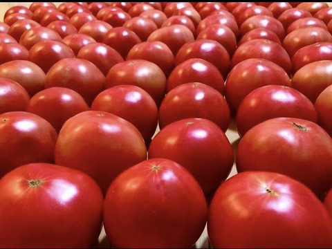 【10月〜受付再開予定】トマト嫌いが作る最高トマト「甘味×酸味◎」1.5kg