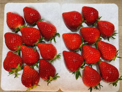 【いちごの里・吉見町産・土耕いちご】やよいひめ｜甘さと酸味の王道バランス｜朝採れ 500g