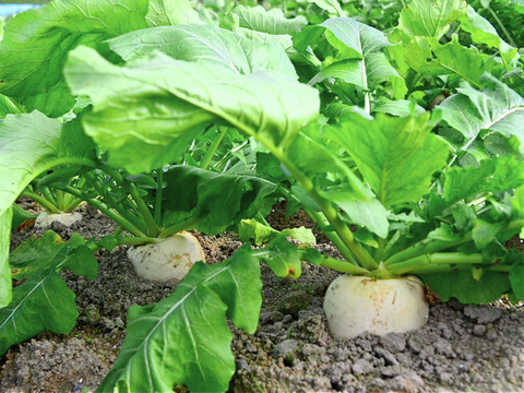 【受注収穫】四万十カブ「絹はだ美人」お試し１ｋｇ（２～３玉） 農薬不使用 自然栽培 四万十産