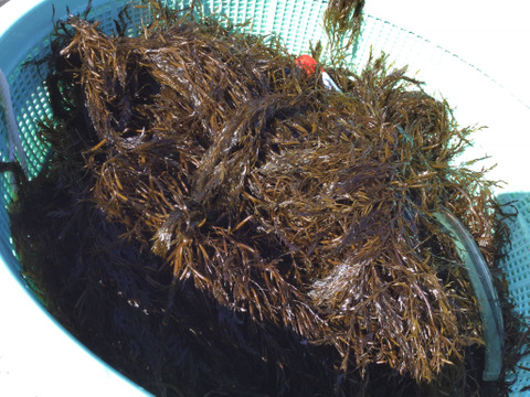 【冷凍です】”アカモク２袋　粘りが違う、臭みがない、ほかの定期お取り寄せをやめてしまうなど人気のアカモク！カート機能でいろいろ併せ海藻も定評の石野水産の激レア！売り切れたら来年春まで品切れです。