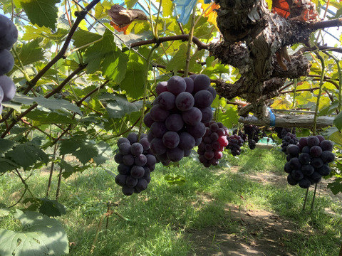 ぶどうの宝石箱シャインマスカットとニューピオーネ又はオーロラブラック（一粒14g以上36粒）