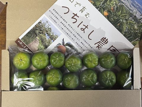 みかんの産地 和歌山で育てたシークワーサー