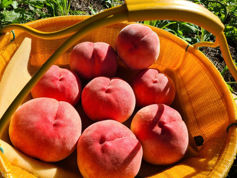 贈答用、家庭用 桃(2kg) 7月予約商品 
その時採れた新鮮な桃をお届け！
