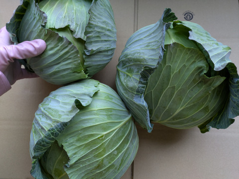 ３玉🌊寒玉🌊ミネラル🌊キャベツ